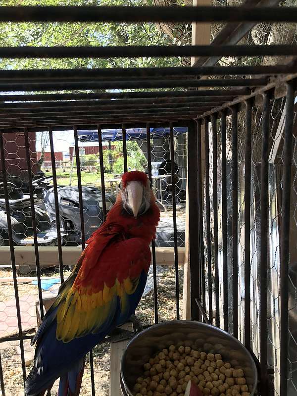 scarlet-macaw-for-sale