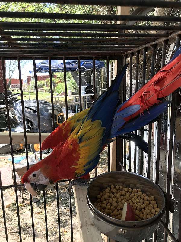 baby-scarlet-macaw-for-sale