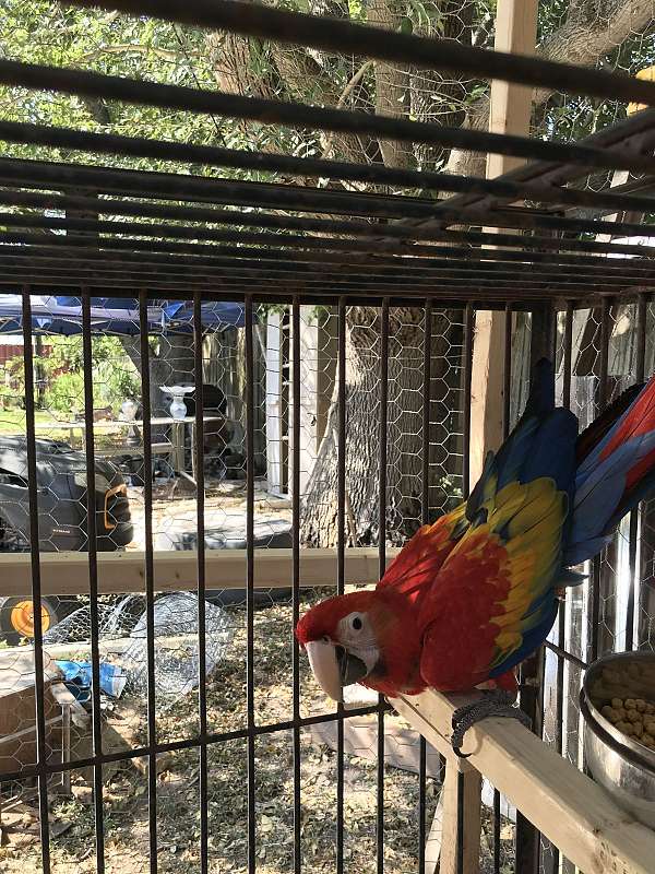 bird-parrot-for-sale