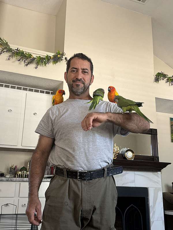 sun-conure-for-sale-in-allen-tx