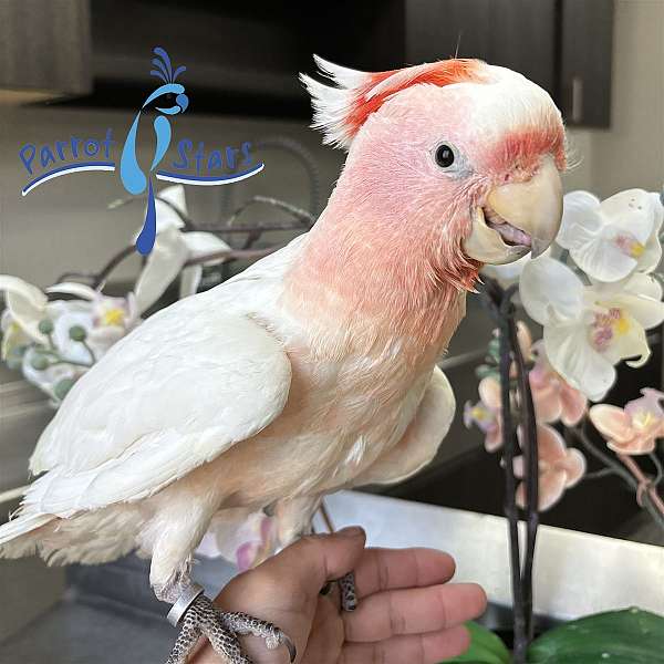 cockatoo-for-sale