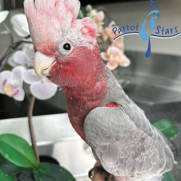 rose-breasted-cockatoo-for-sale