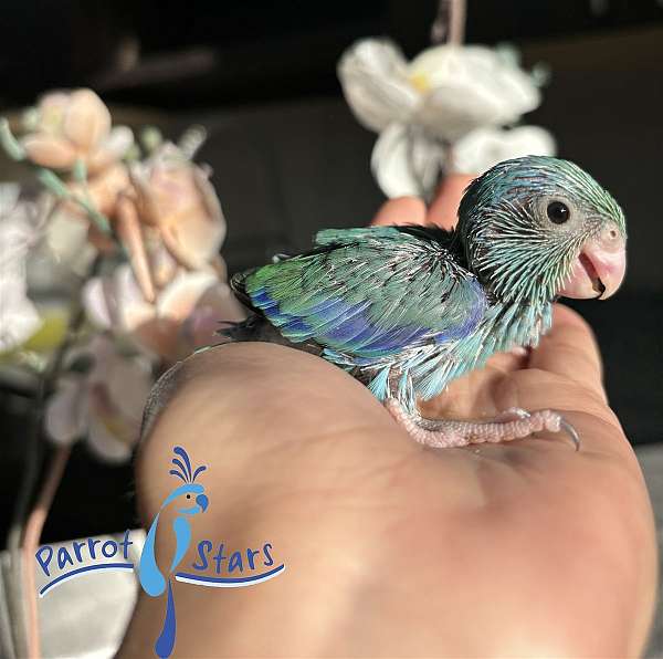 pacific-parrotlet-for-sale