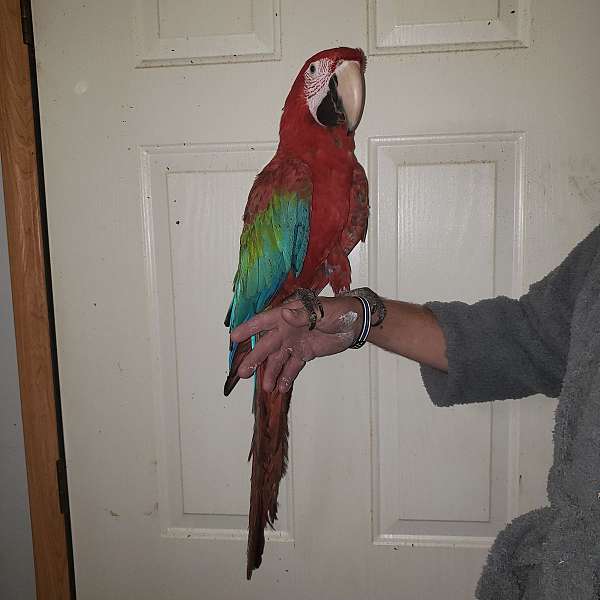 green-wing-macaw-for-sale