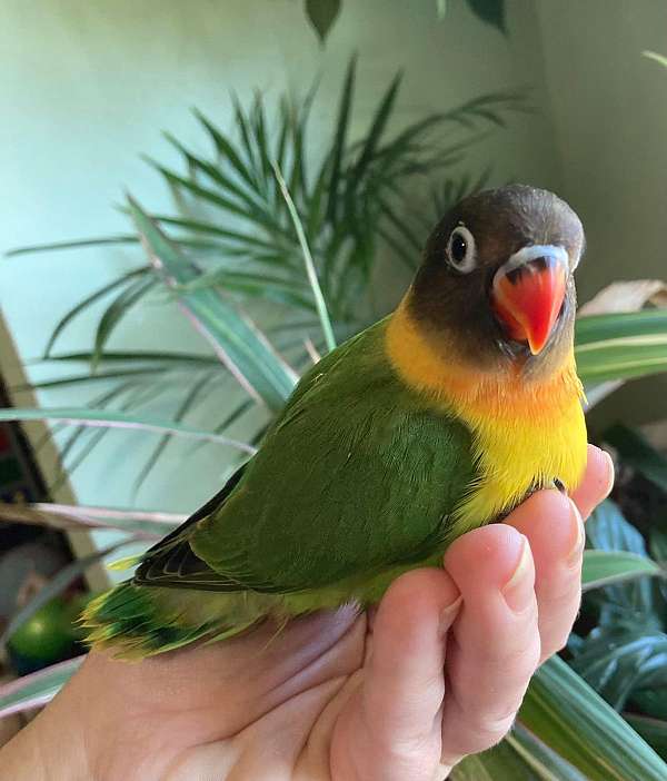 handfed-wild-lovebird-for-sale