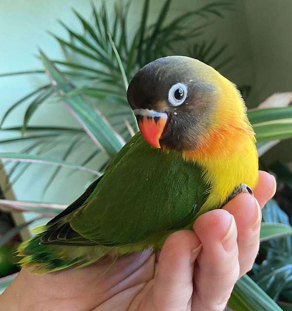 black-mask-lovebird-for-sale-in-spokane-wa