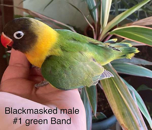 handfed-wild-male-female-bird-for-sale