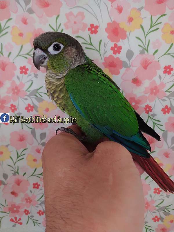 conure-for-sale