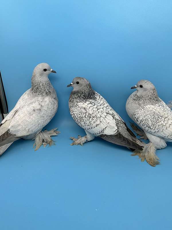 pigeon-for-sale