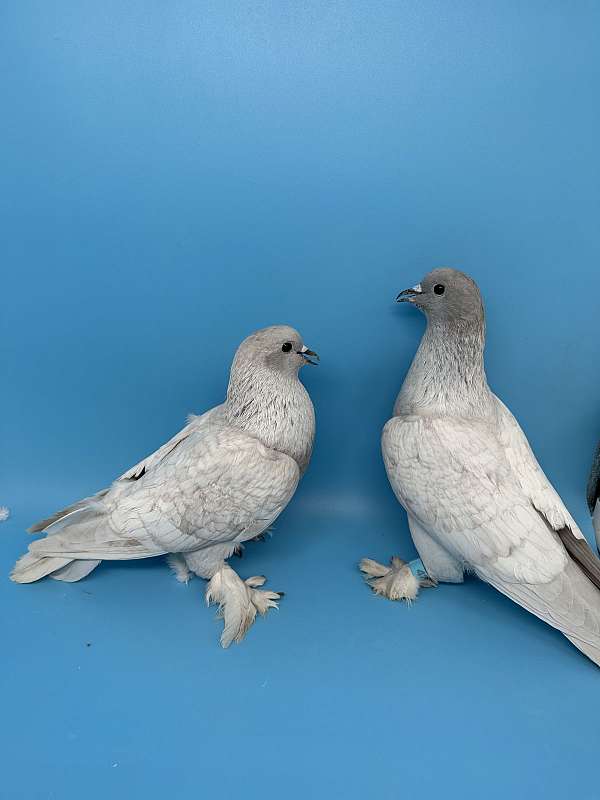 pigeon-for-sale