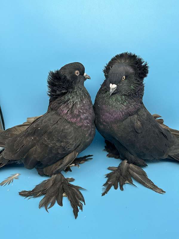 pigeon-for-sale