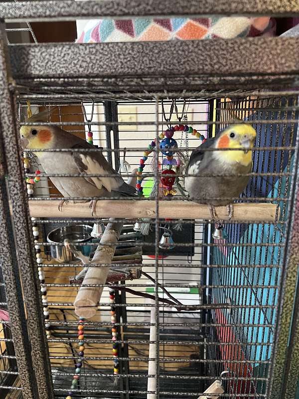 cockatiel-for-sale-in-somerset-ma