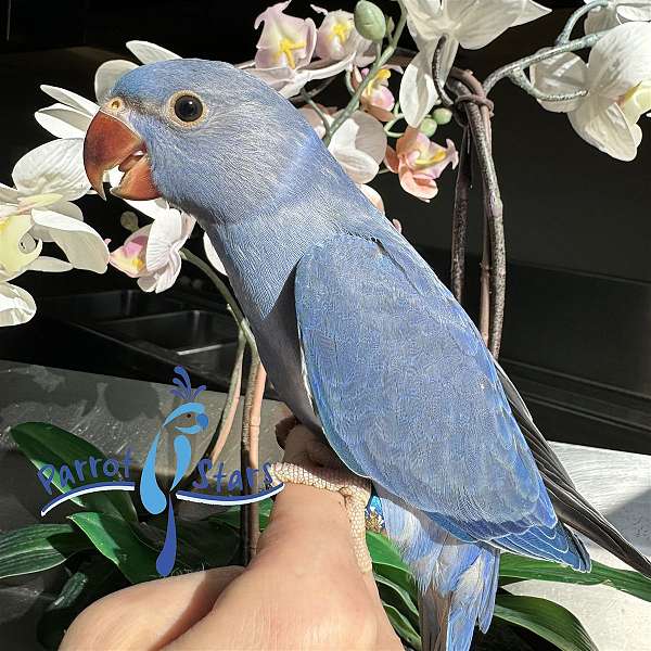 ringneck-parakeet-for-sale