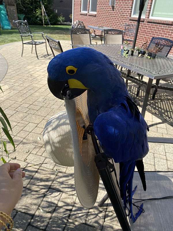 macaw-for-sale