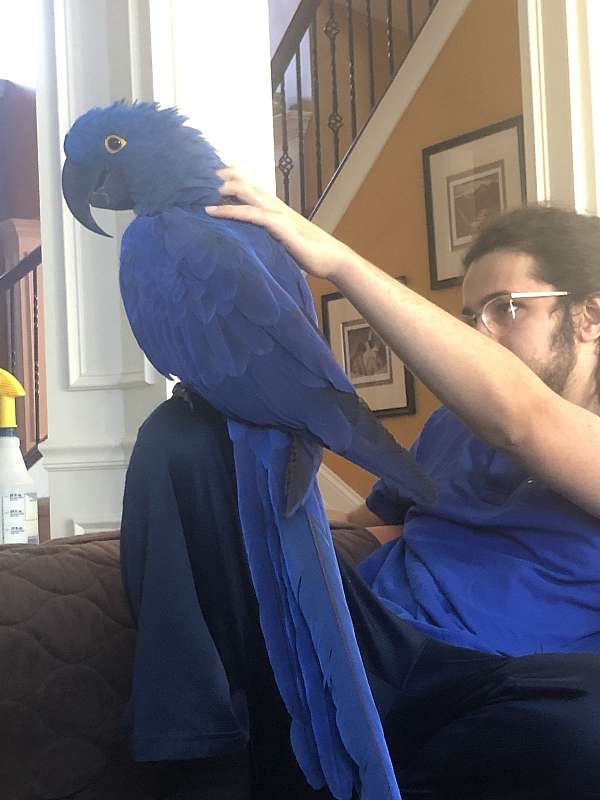 young-macaw-for-sale