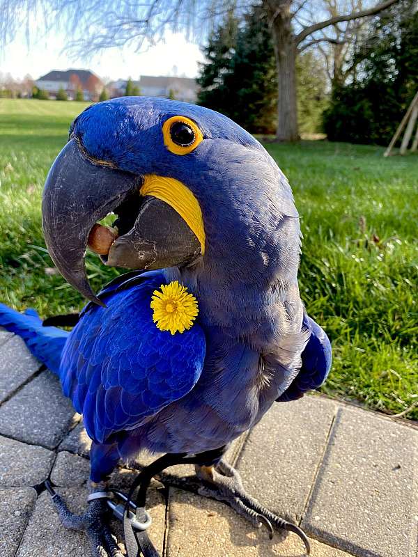 bird-parrot-for-sale