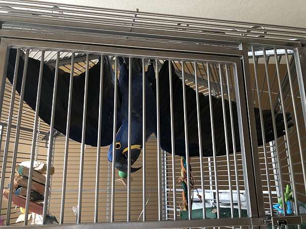 macaw-for-sale-in-carmel-in