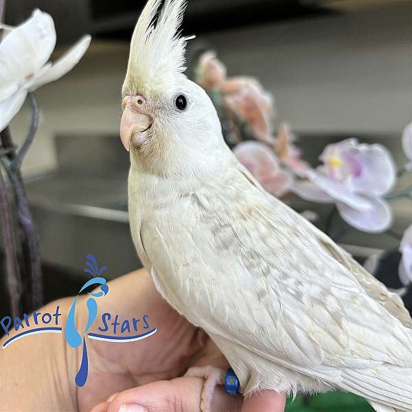 cockatiel-for-sale