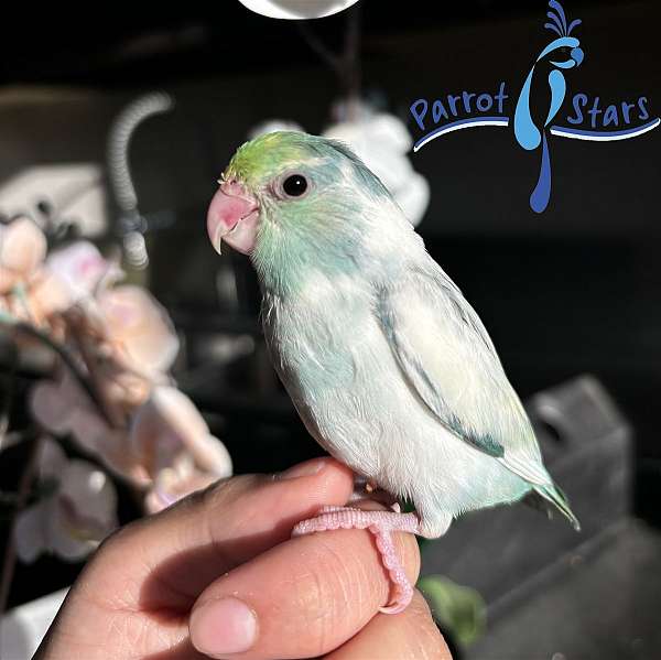 pacific-parrotlet-for-sale