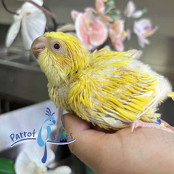 quaker-parrots-for-sale