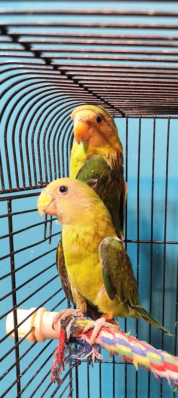 blue-plum-head-parakeet-for-sale