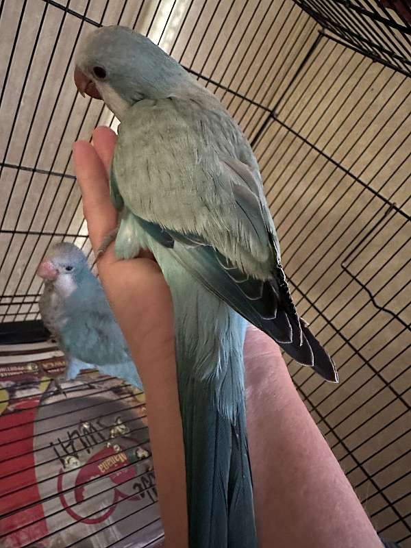 parrot-for-sale