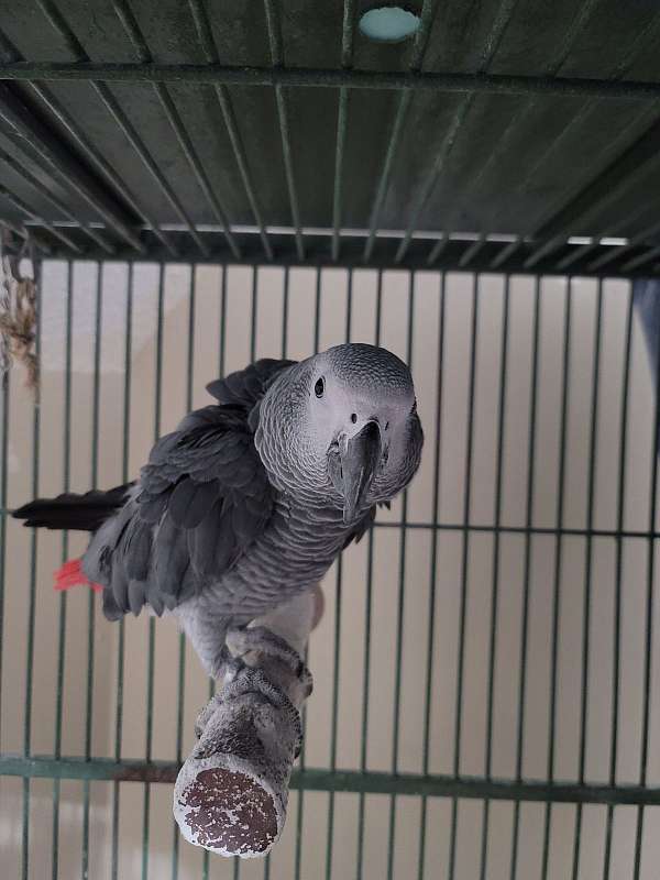 african-grey-parrot-for-sale-in-ringgold-ga