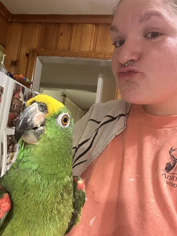 amazon-parrot-for-sale-in-cynthiana-ky