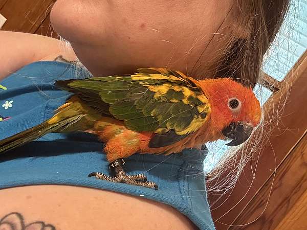 conure-sun-conure-for-sale-in-cynthiana-ky