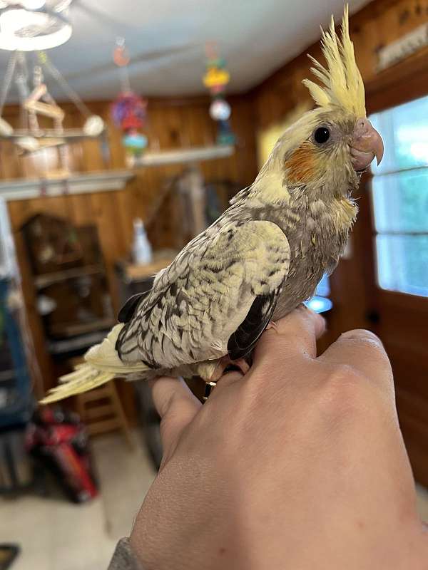 cockatiel-for-sale