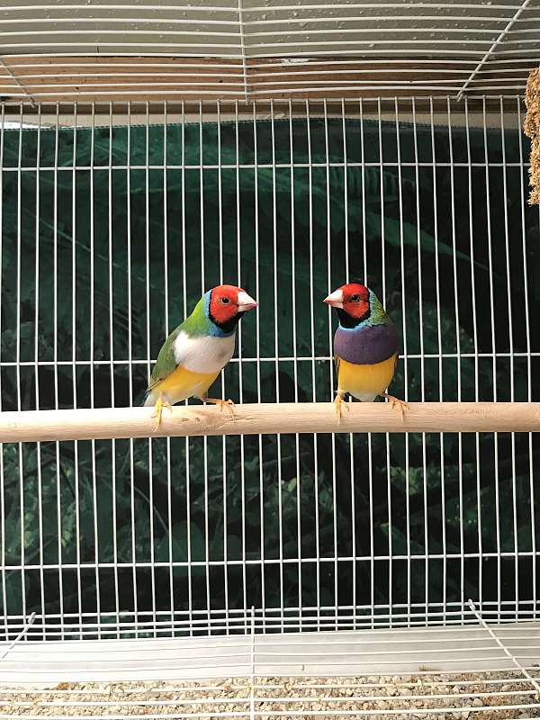 lady-gouldian-finch-for-sale