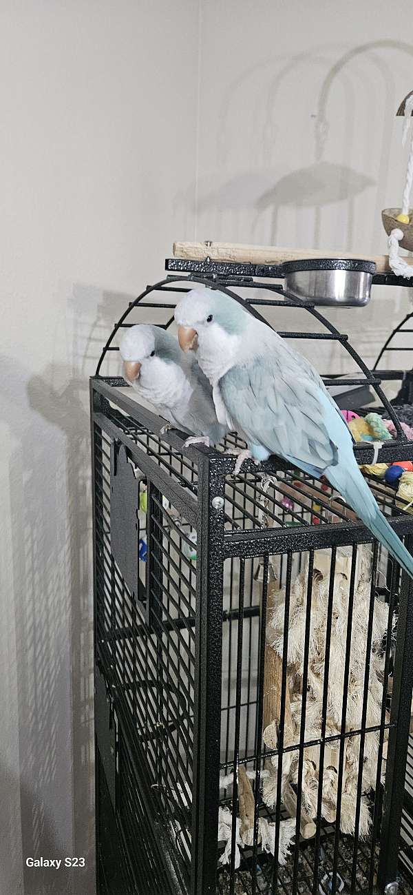 quaker-parrots-for-sale-in-palm-coast-fl