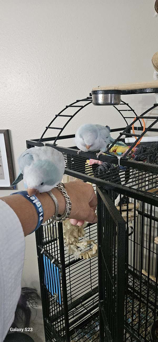 quaker-parrots-for-sale