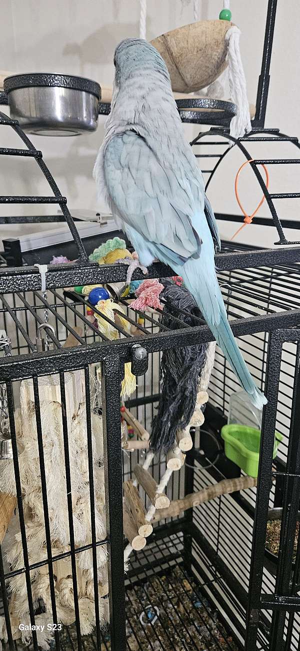 young-quaker-parrots-for-sale