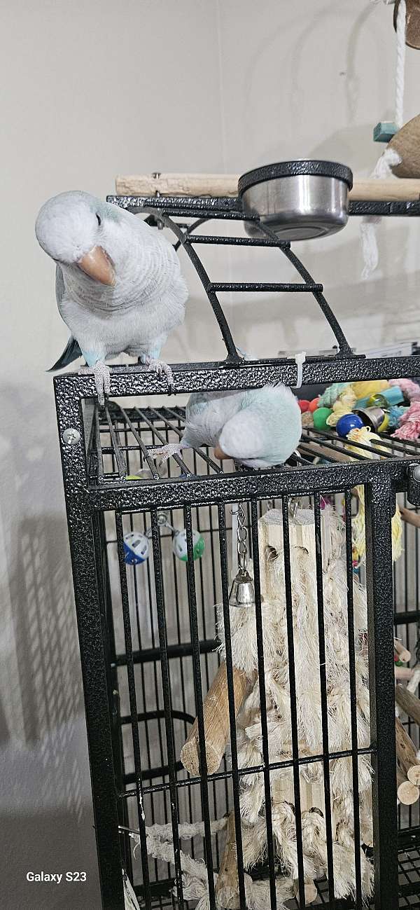 opaline-bird-for-sale