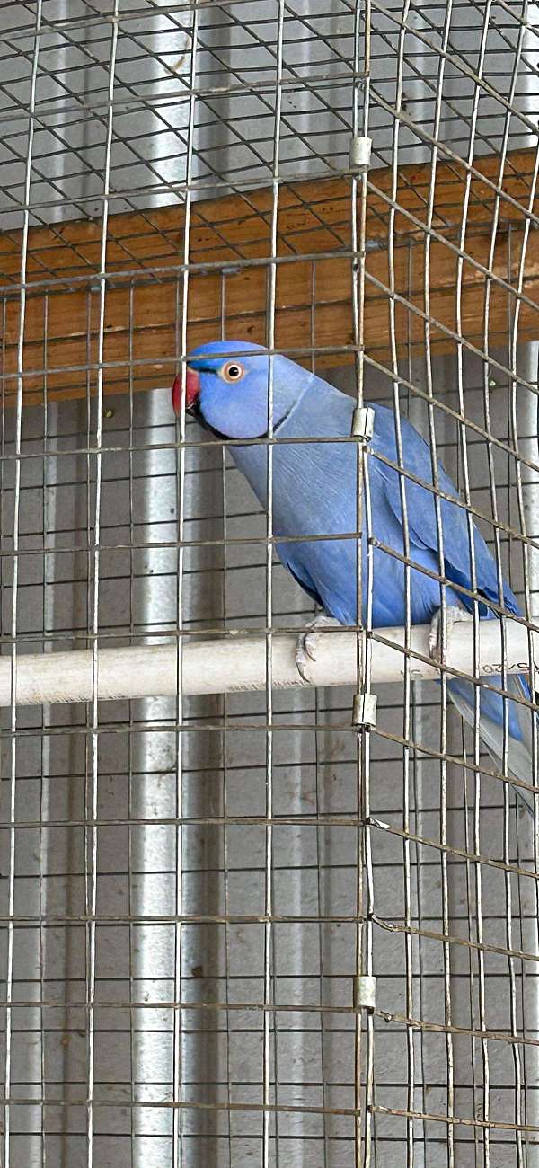 male-bird-for-sale-in-alabama