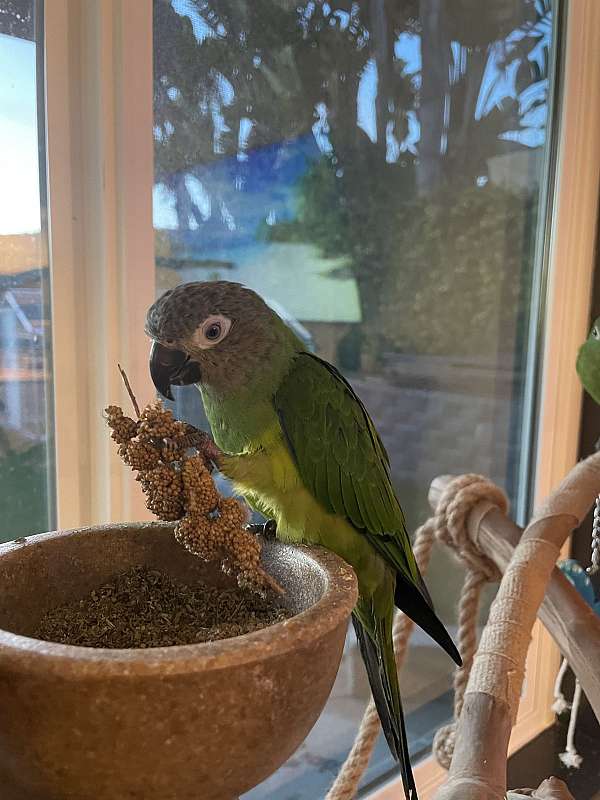 conure-dusky-conure-for-sale-in-oceanside-ca