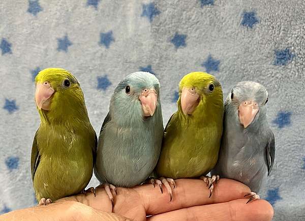 parrot-parrotlet-for-sale-in-fort-meade-fl