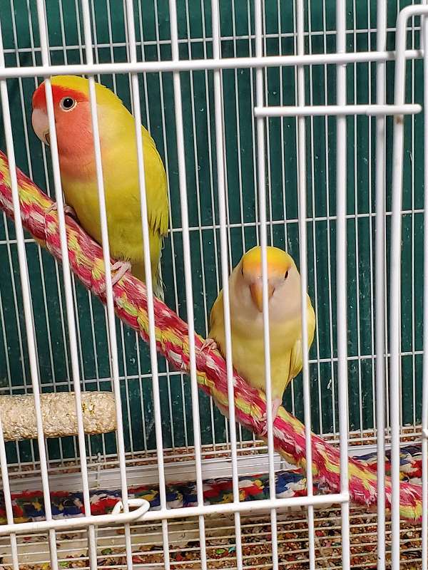 lovebird-for-sale-in-baxley-ga