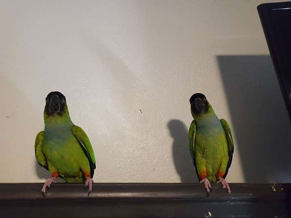 parakeet-for-sale