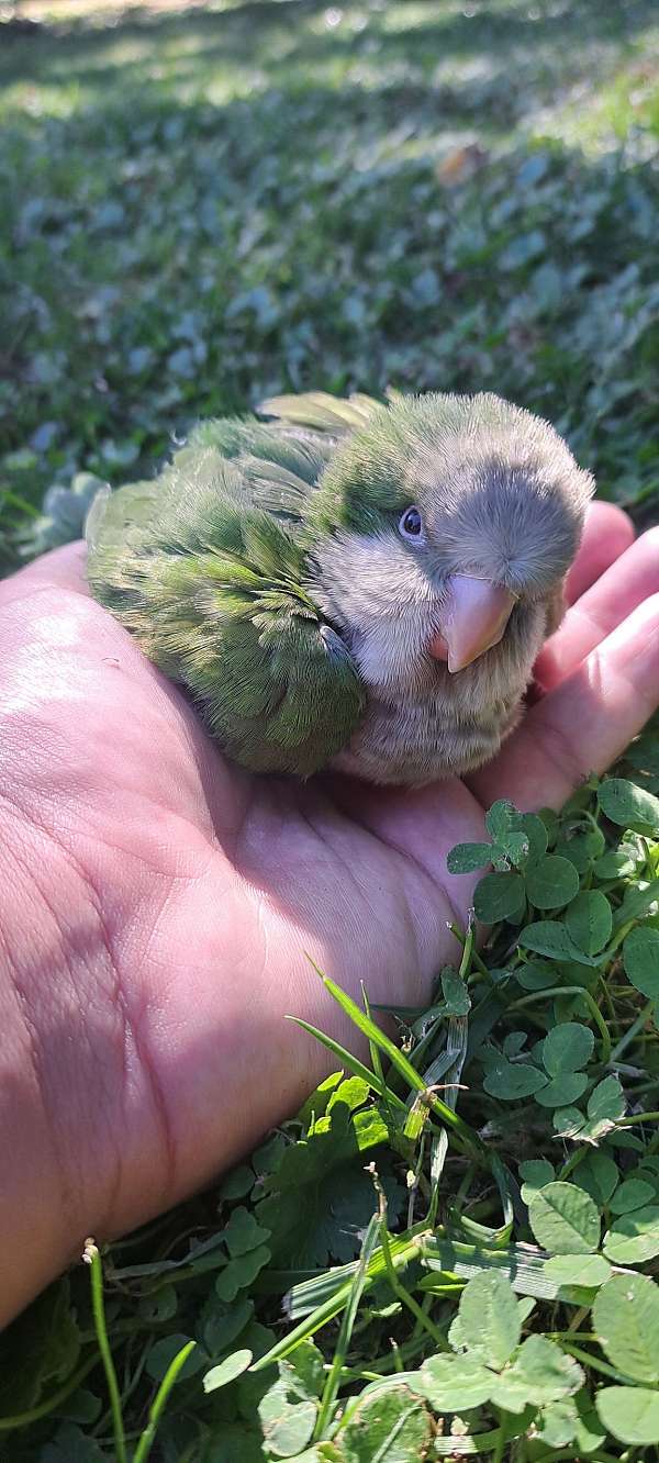 quaker-parrots-for-sale