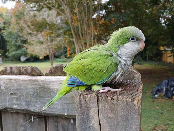 quaker-parrots-for-sale