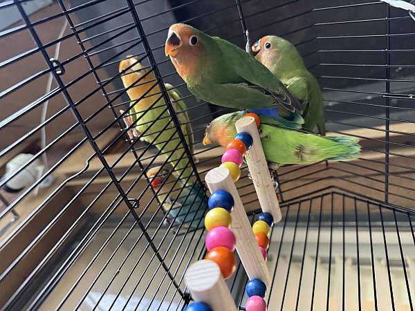 lovebird-for-sale