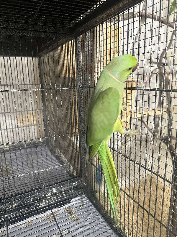 yellow-naped-amazon-parrot-for-sale-in-elkridge-md