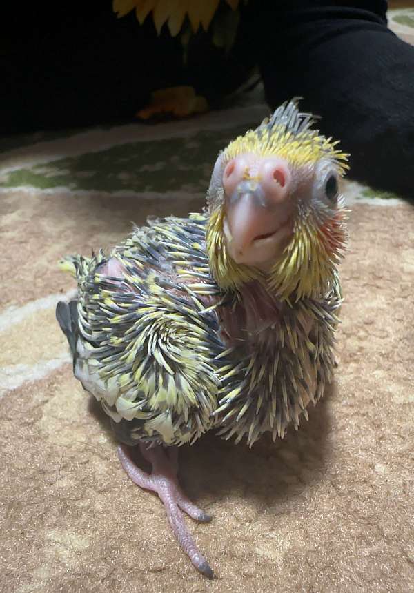 cockatiel-for-sale