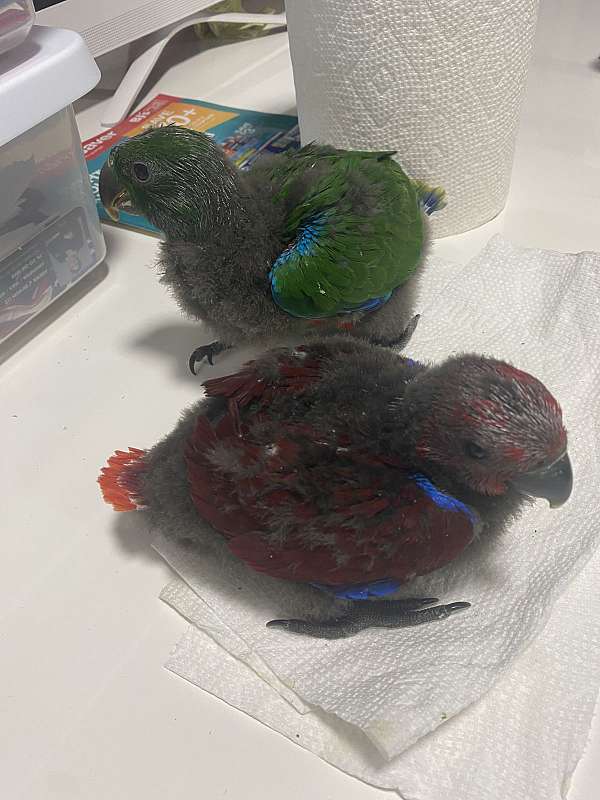 eclectus-parrots-for-sale