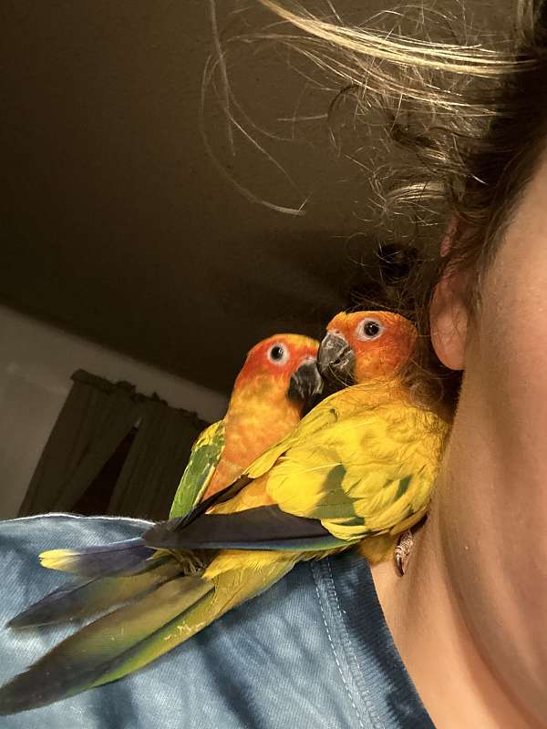 sun-conure-for-sale-in-yatesville-ga