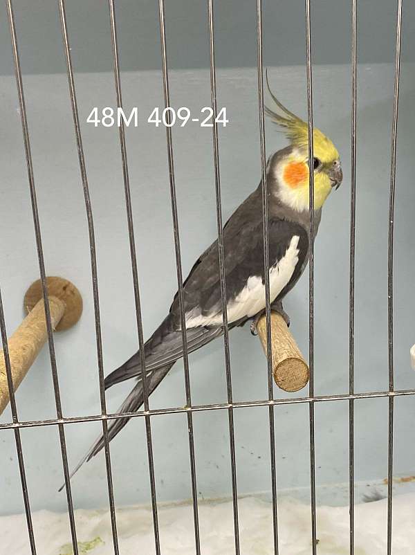 male-bird-for-sale-in-elgin-tx