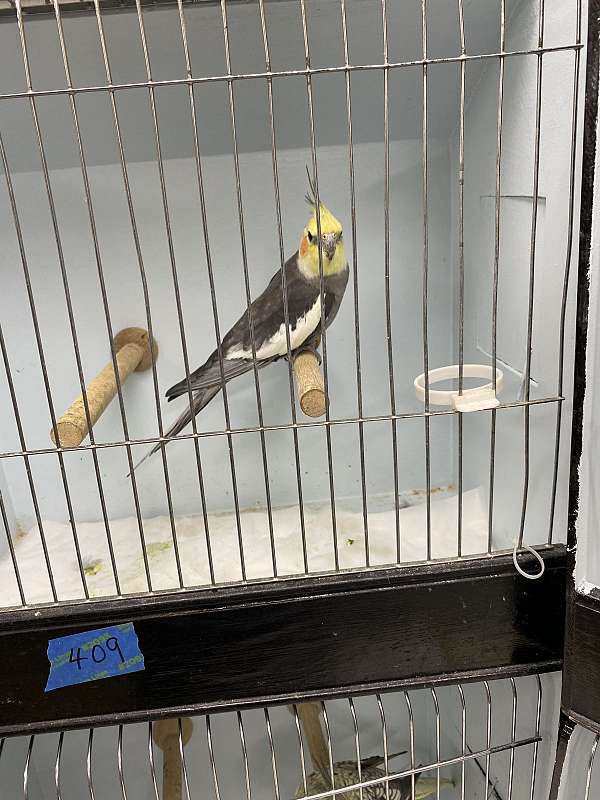 cockatiel-for-sale