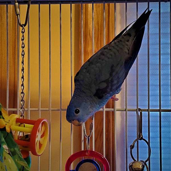 cobalt-bird-for-sale-in-newville-pa